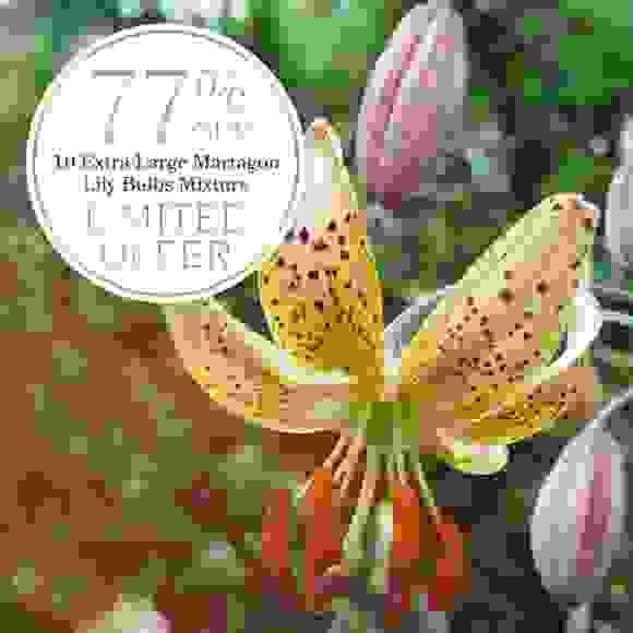 77% Off 10 x Extra-Large Martagon Lily Bulbs